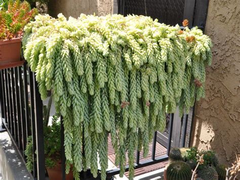 15 Plantas Pendentes de Sol que Dão Efeito Cascata em Vasos e Canteiros Suspensos. | Planting ...