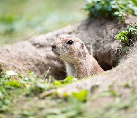 Best Groundhog Burrow Stock Photos, Pictures & Royalty-Free Images - iStock