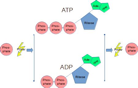 Provide a diagram of the ATP cycle and describe the process. | Homework.Study.com