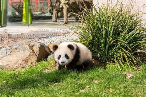 Little pandas in the big outdoors – Zoo Berlin