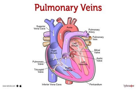 Pulmonary veins (Human Anatomy): Image, Functions, Diseases and Treatments