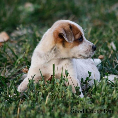 The Red Heeler Rat Terrier: Learn More About This Mixed Breed Dog