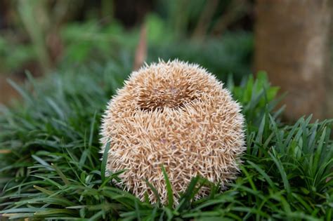 Free Photo | European hedgehog in natural garden habitat with green grass.