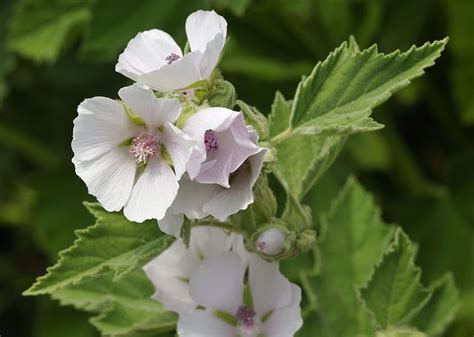 Marshmallow Plant (Althaea Officinalis): Growing Guide, Care, Problems ...