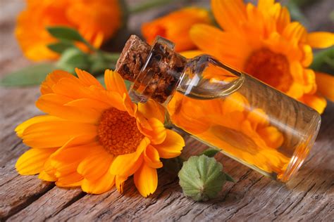 Liquid Gold: How to Make Calendula Oil – LearningHerbs