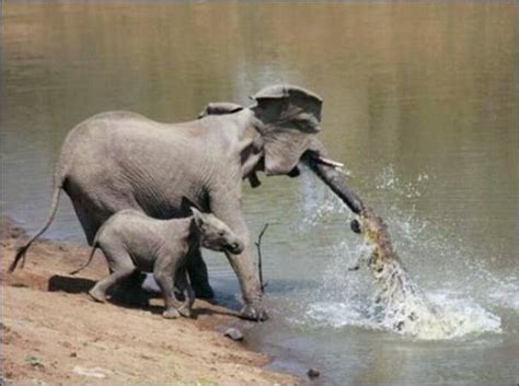 HYDERABAD sindh: Elephant vs Crocodile Fight Pictures