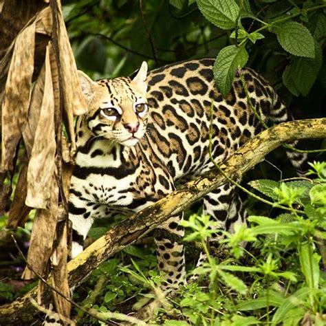 The wildlife in the Osa peninsula is extraordinary.... you just never know what you'll run into ...