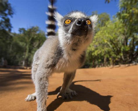 14 Incredible Facts About Lemurs