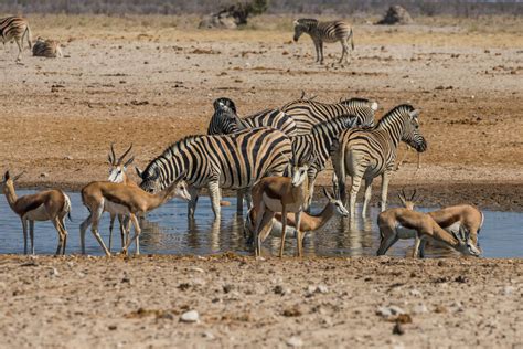 Animals flocking around a waterhole, Etosha National Park, Namibia ...