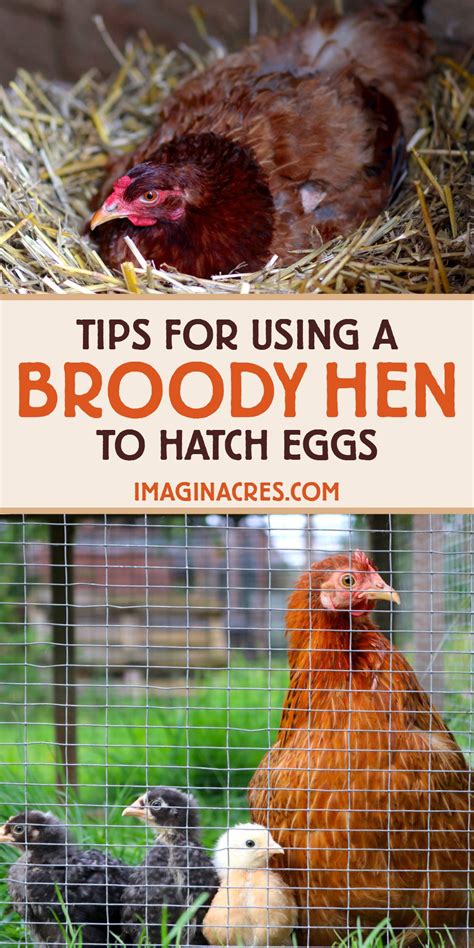 Tips for using a broody hen to hatch eggs – Artofit