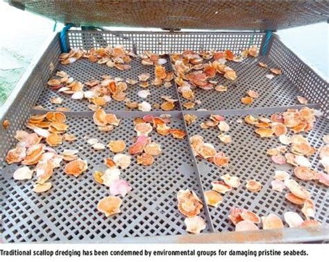 New possibilities in shellfish farming