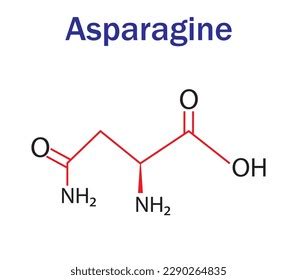 Asparagine Structure