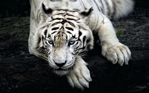 big Cats, Nature, Animals, Tiger, White Tigers Wallpapers HD / Desktop ...