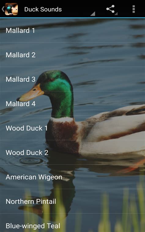 Amazon.com: Duck Sounds: Appstore for Android