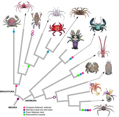 How does a crustacean become a crab?