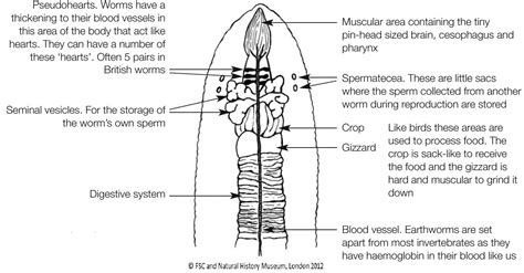 Earthworm Biology | Earthworm Society of Britain