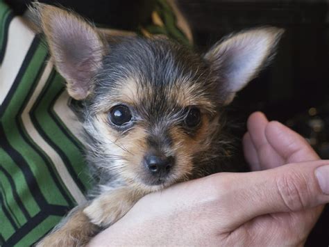 Chorkie (Chihuahua Yorkie Mix) breed review and 13 pictures - Animalso