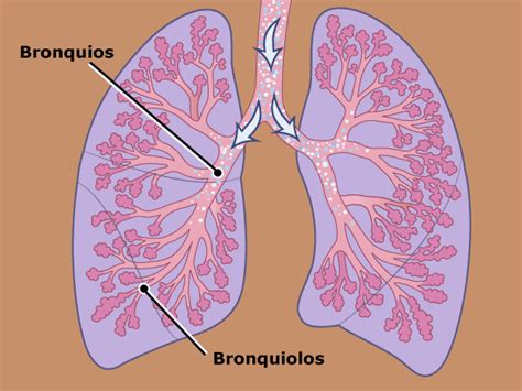 Pulmones y aparato respiratorio (para Padres) - CareSource