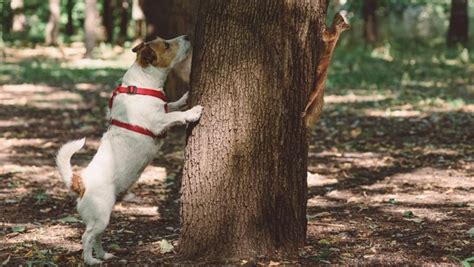 Dog Chasing Squirrel Rescued From Top of Tree in Idaho - DogTime