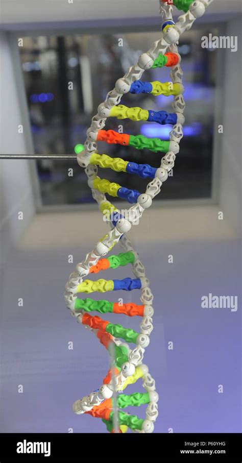 Dna Model With Pipe Cleaners