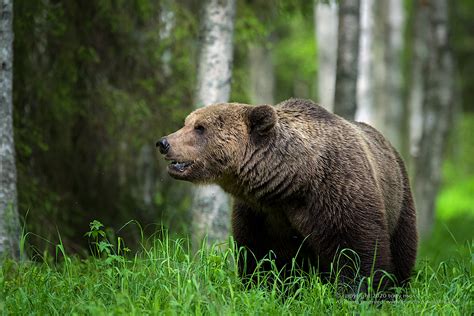 Eurasian Brown Bear - Finlands Predators - Tony Moss Wildlife Photographer