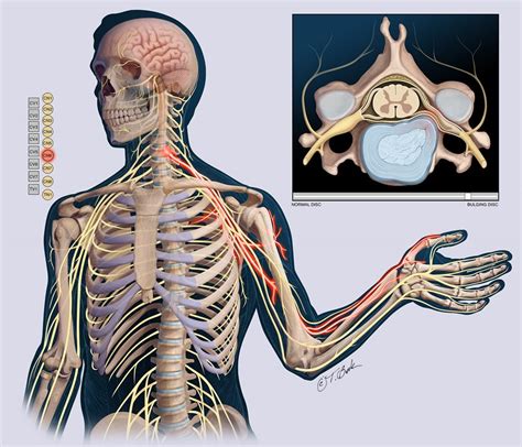 Cervical Nerve Interactive Chart Illustration by Todd Buck | Medical Illustration & Animation