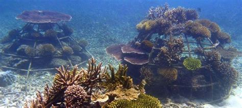 Artificial Reefs - The coral Reefs