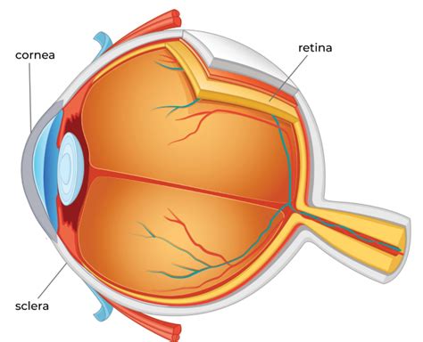 Cystinosis Causes, Symptoms, Eye Effects & Treatment