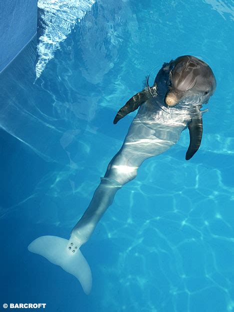 Pictured: The world's first bionic sea creature: Winter the dolphin gets a prosthetic tail ...