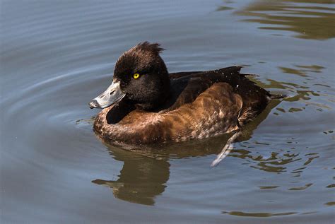 Tufted Duck Female Photograph by Dee Carpenter