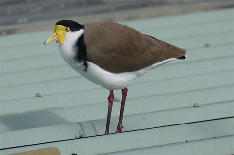 Definitive Guide To Masked Lapwing Facts, Habitat, Conservation Status ...