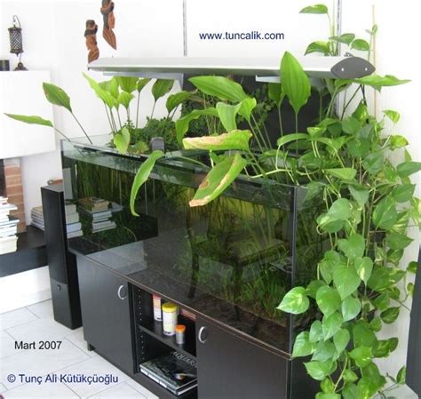 A 160x60x60cm community aquarium with indoor plants. Golden pothos (Epipremnum pinnatum) on the ...