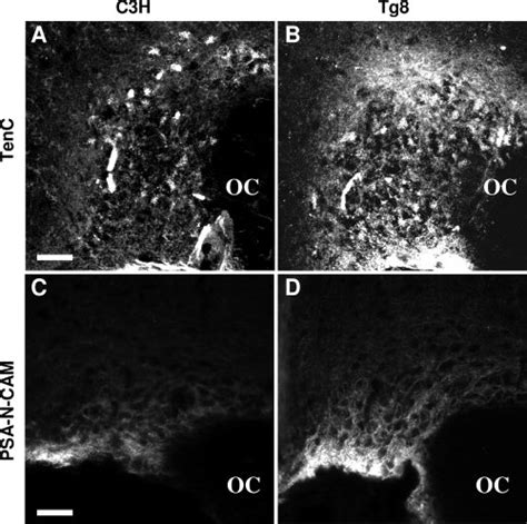 Effects of monoamine oxidase A gene inactivation on the expression of... | Download Scientific ...