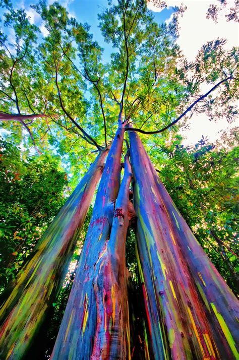 The Rainbow Eucalyptus: An Unusual Tree With a Multicoloured Trunk - 1001 Gardens