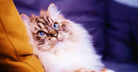 The Cat Breed Best For Your Lifestyle! 7 Things to Consider