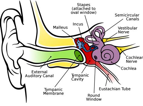 Ear Diagram Clip Art - Anatomy Of The Human Ear - Png Download - Full Size Clipart (#10161 ...