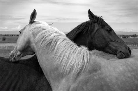 Horse Full HD Wallpaper and Background Image | 3000x1992 | ID:420930