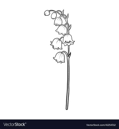 Drawing flower of lily valley Royalty Free Vector Image