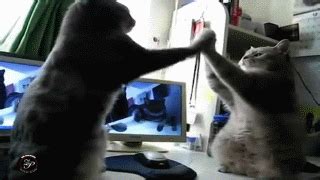 Cat Cake GIF - Find & Share on GIPHY