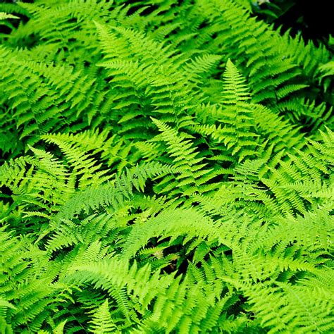 Buy Organcally Grown Hay-Scented Fern - Moss & Stone Gardens