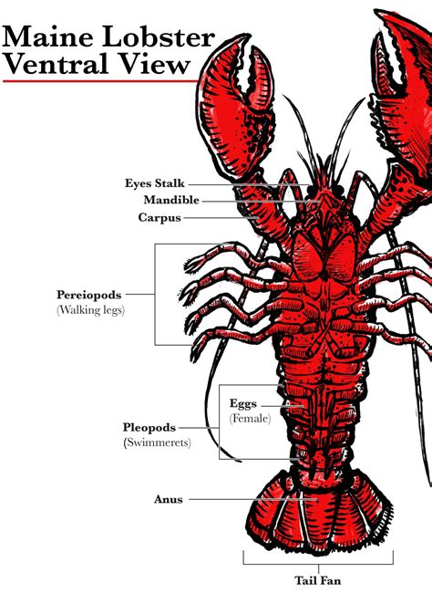 Lobster Anatomy: Understanding The Basics Of Lobster Lingo