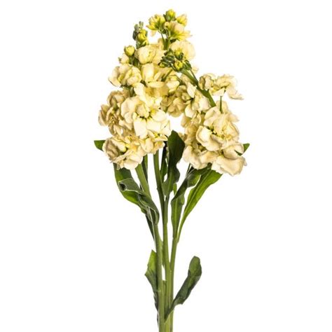 Yellow Stocks | Wholesale | Toronto Bulk Flowers