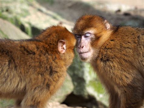 2 Monkeys Hugging Stock Photos - Download 222 Royalty Free Photos