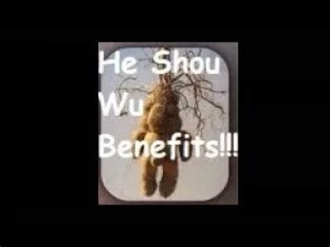 He Shou Wu / Polygonum Multiflorum / BENEFITS !!! - YouTube