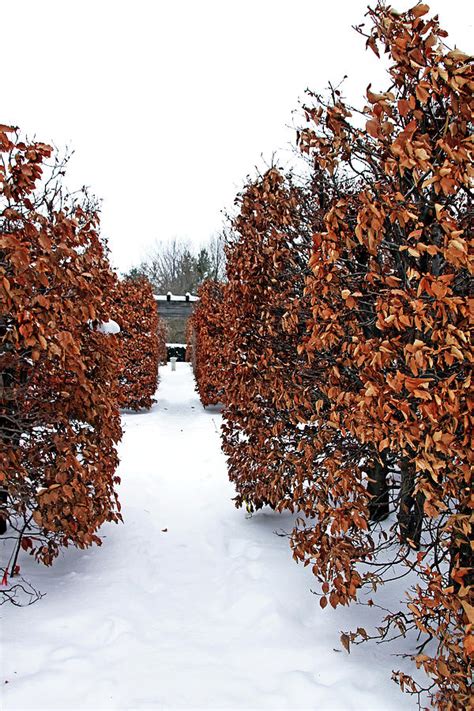 European Beech Hedges I Photograph by Debbie Oppermann - Fine Art America