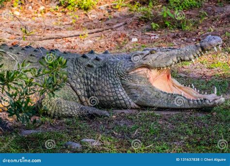 A Large American Crocodile in Orlando, Florida Editorial Stock Photo - Image of marsh, animals ...