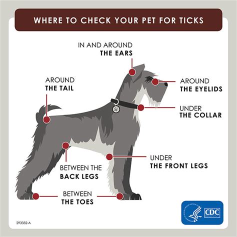 7 Tips on How to Prevent Flea and Tick Bites on your Pets