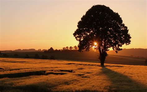 Tree Sunrise Wallpapers - Top Free Tree Sunrise Backgrounds ...