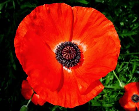 The Wiccan Life: Remembrance Poppies