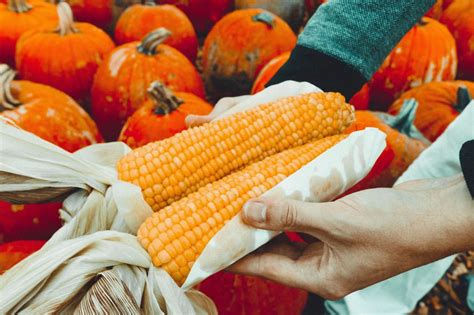 Corn Harvest Royalty-Free Stock Photo